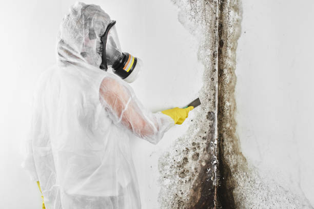 Best Emergency Mold Removal  in Cadiz, OH
