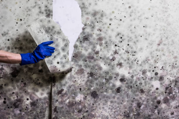 Best Mold Testing  in Cadiz, OH